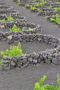 Islas Canarias - viticultura