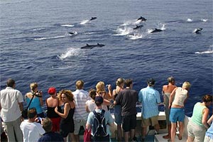 Turistas observando delfines en Canarias
