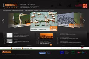 www.birdingsevilla.com