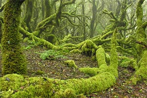 Parque Nacional Garajonay