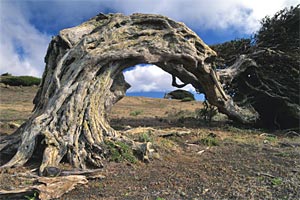 Paisajes Canarias